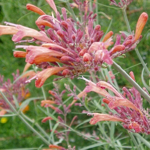 Rots brandnetel Apache Sunset (Agastache rupestris) bio zaad