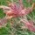 Rots brandnetel Apache Sunset (Agastache rupestris) bio zaad