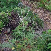 Blauwe kogeldistel (Echinops ritro) biologisch zaad