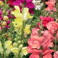 Leeuwenbek (Antirrhinum majus) bio zaad