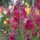 Leeuwenbek (Antirrhinum majus) bio zaad