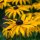 Ruige rudbeckia (Rudbeckia hirta) bio zaad