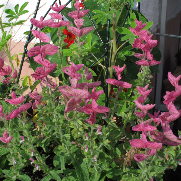 Paarse kuifsalie (Salvia viridis) bio zaad