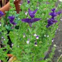 Paarse kuifsalie (Salvia viridis) bio zaad