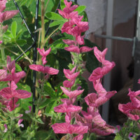 Paarse kuifsalie (Salvia viridis) bio zaad