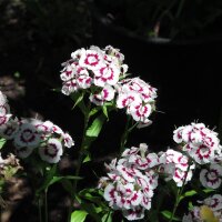 Duizendschoon Sweet William (Dianthus barbatus) Bio zaad