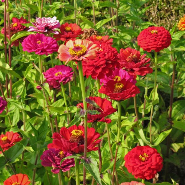 Lage zinnia Dwarf Mix (Zinnia elegans) Bio zaad