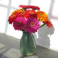 Lage zinnia Dwarf Mix (Zinnia elegans) Bio zaad