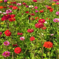 Lage zinnia Dwarf Mix (Zinnia elegans) Bio zaad