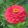 Lage zinnia Dwarf Mix (Zinnia elegans) Bio zaad