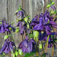 Wilde akelei (Aquilegia vulgaris) bio zaad