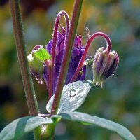 Wilde akelei (Aquilegia vulgaris) bio zaad