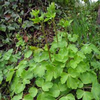 Wilde akelei (Aquilegia vulgaris) bio zaad