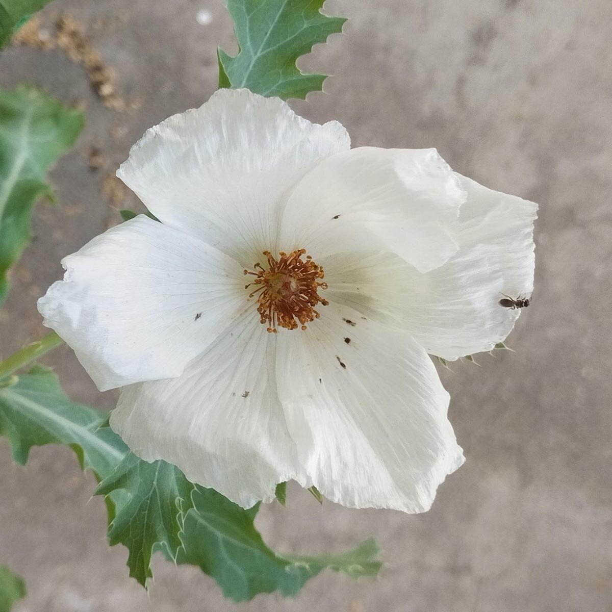 breed-hoornige-papaver-argemone-platyceras-bio-zaad