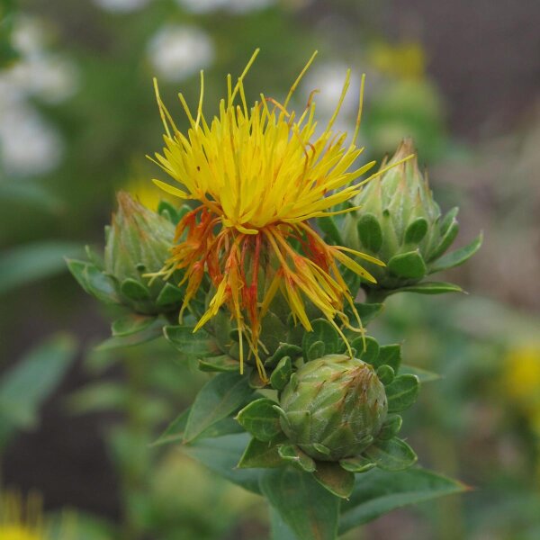 Saffloer (Carthamus tinctorius) bio zaad