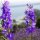 Ridderspoor Galilee-Mix (Delphinium consolida) Bio zaad