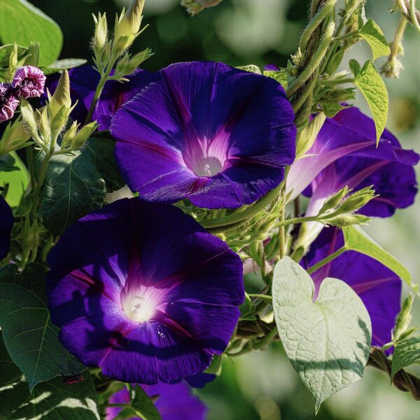Dagwinde (Ipomoea purpurea) bio zaad