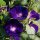Dagwinde (Ipomoea purpurea) bio zaad