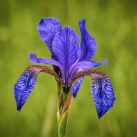 Blauwe Siberische iris (Iris sibirica) bio zaad