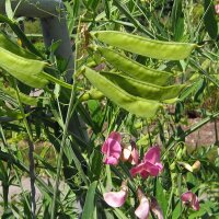 Welriekende lathyrus (Lathyrus odoratus) bio zaad