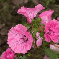 Grootbloemige lavatera (Lavatera trimestris) bio zaad