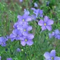 Overblijvend vlas (Linum perenne) bio zaad