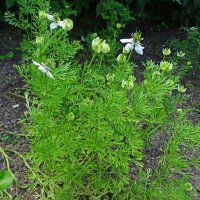 Zwarte komijn (Nigella sativa) bio zaad