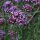 Stijf ijzerhard (Verbena bonariensis) bio zaad