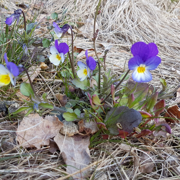 Driekleurig viooltje / veld viooltje (Viola tricolor) bio zaad