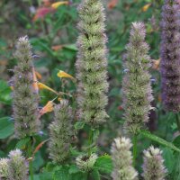 Koreaanse munt (Agastache rugosa) bio zaad