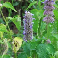 Koreaanse munt (Agastache rugosa) bio zaad