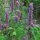 Koreaanse munt (Agastache rugosa) bio zaad