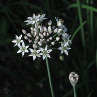 Chinese bieslook (Allium tuberosum) bio zaad