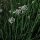 Chinese bieslook (Allium tuberosum) bio zaad