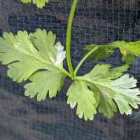 Citroen-koriander Dwarf Lemon (Coriandrum sativum) bio zaad