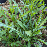 Wilde raket / Rucola selvatica (Diplotaxis muralis) bio zaad