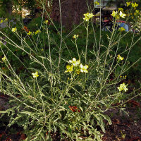 Wilde raket / Rucola selvatica (Diplotaxis muralis) bio zaad