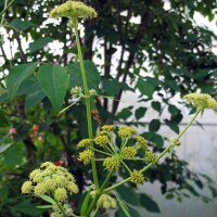 Lavas (Levisticum officinale) bio zaad