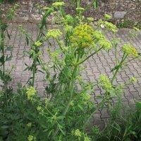 Lavas (Levisticum officinale) bio zaad