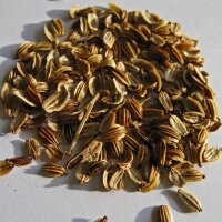 Lavas (Levisticum officinale) bio zaad