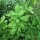 Lavas (Levisticum officinale) bio zaad