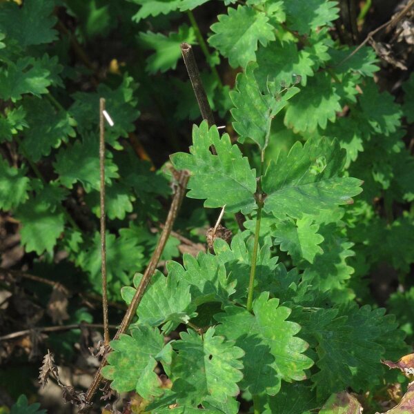 Kleine pimpernel  (Sanguisorba minor) bio zaad