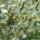 Valkruid (Artemisia absinthium) bio zaad