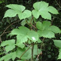 Hop (Humulus lupulus) bio zaad