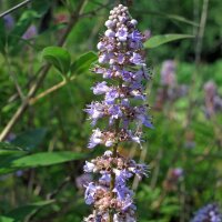 Monnikspeper (Vitex agnus-castus) bio zaad