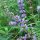 Monnikspeper (Vitex agnus-castus) bio zaad