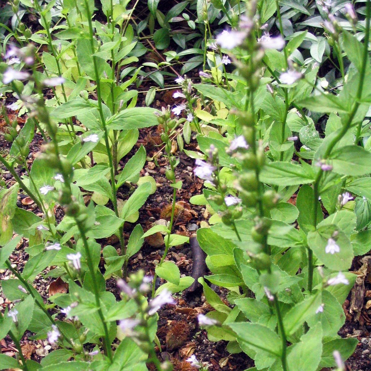 Planta Lobelia Inflata 1280x720