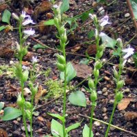 Blaaslobelia (Lobelia inflata) bio zaad