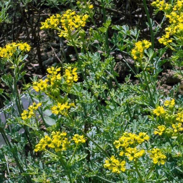 Wijnruit (Ruta graveolens) bio zaad