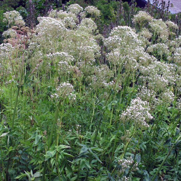 Valeriaan (Valeriana officinalis) bio zaad